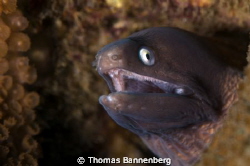 moray eel

NIKON D7000 in a Seacam "Prelude" uw housing... by Thomas Bannenberg 